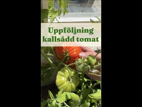 Follow-up the tomato test, cold sowing vs. hot sowing - Gardenhacks by GardenR