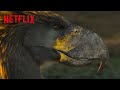 How Terror Birds from Millions of Years Ago Fought for Territory | Life On Our Planet | Netflix