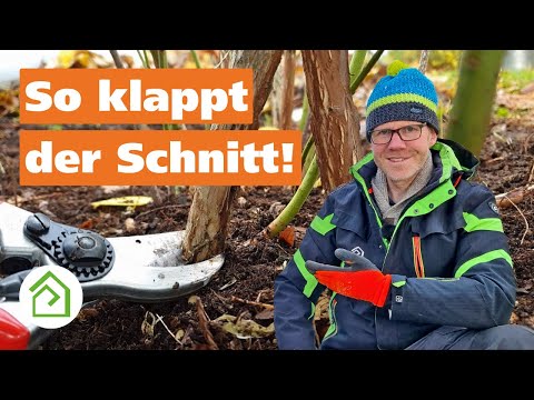 Pruning blueberries: Practical instructions!