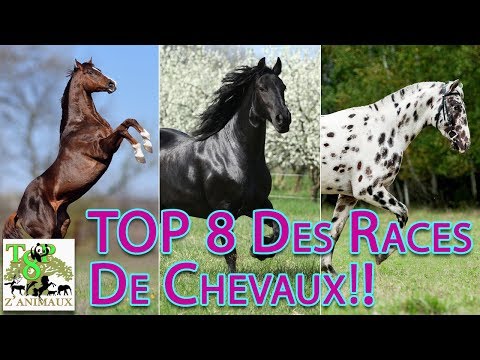 , title : 'Top 8 Des Races De Chevaux !'
