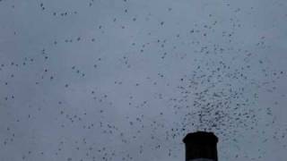 Midnight Juggernauts - Nine Lives Swift Birds & Chimney