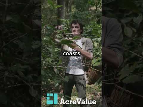 Foraging With Acrevalue 2024