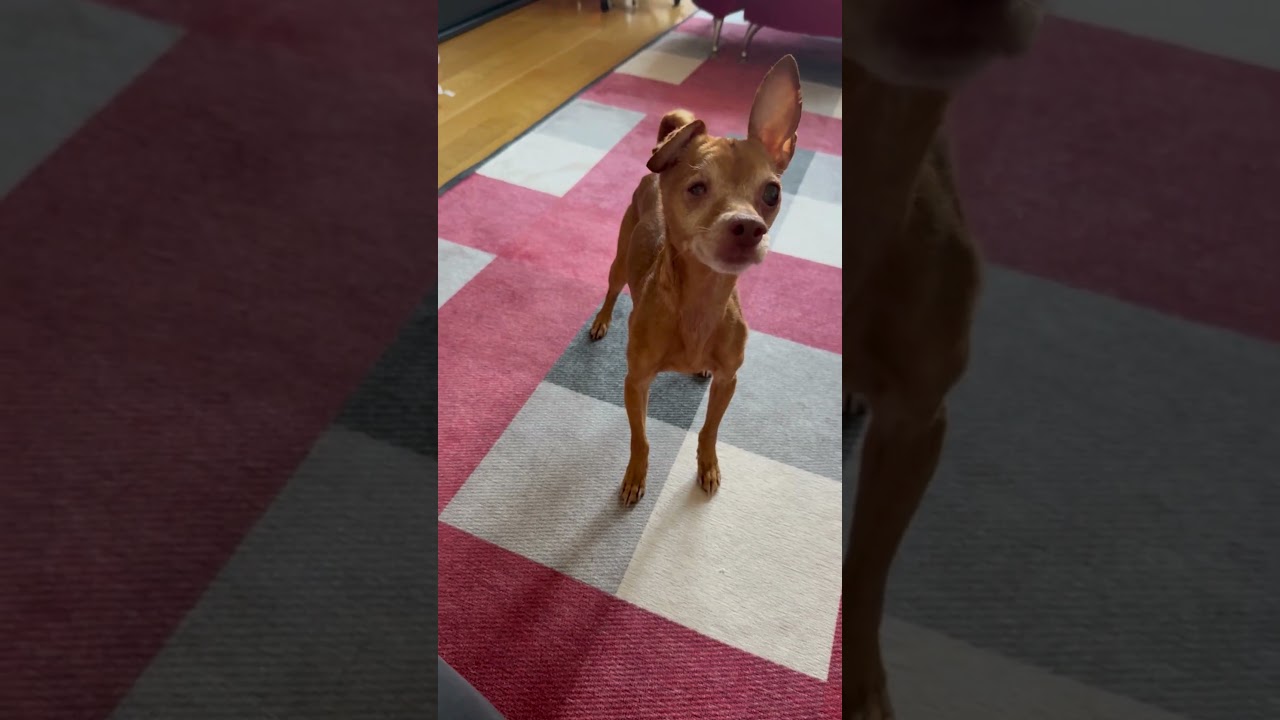 Enlarge The Wow!, a Adoptable mixed breed in Chatham, NJ video 5/5