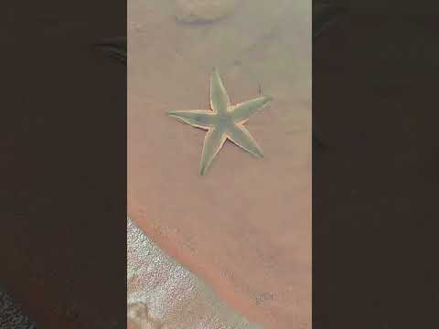 #beach #vibes #trending #ytshorts #suryalankabeach