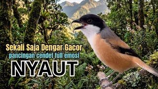 Download lagu Masteran burung cendet gacor dor full isian ampuh pancingan ampuh kicau suara mewah mp3