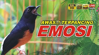 Download lagu BIKIN MURAI NAIK EMOSI dengan Pancingan murai batu medan gacor full isian mp3 Download lagu BIKIN MURAI NAIK EMOSI dengan Pancingan murai batu medan gacor full isian mp3