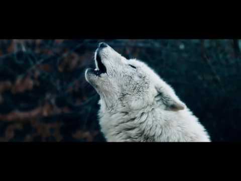 JOYRIDE Tundra (Official)