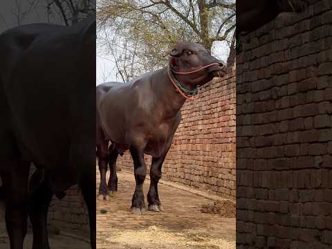 Murrah bull #shorts #ytshorts #youtubeshorts #farmer #farming #village #animals #1millionviews #cow