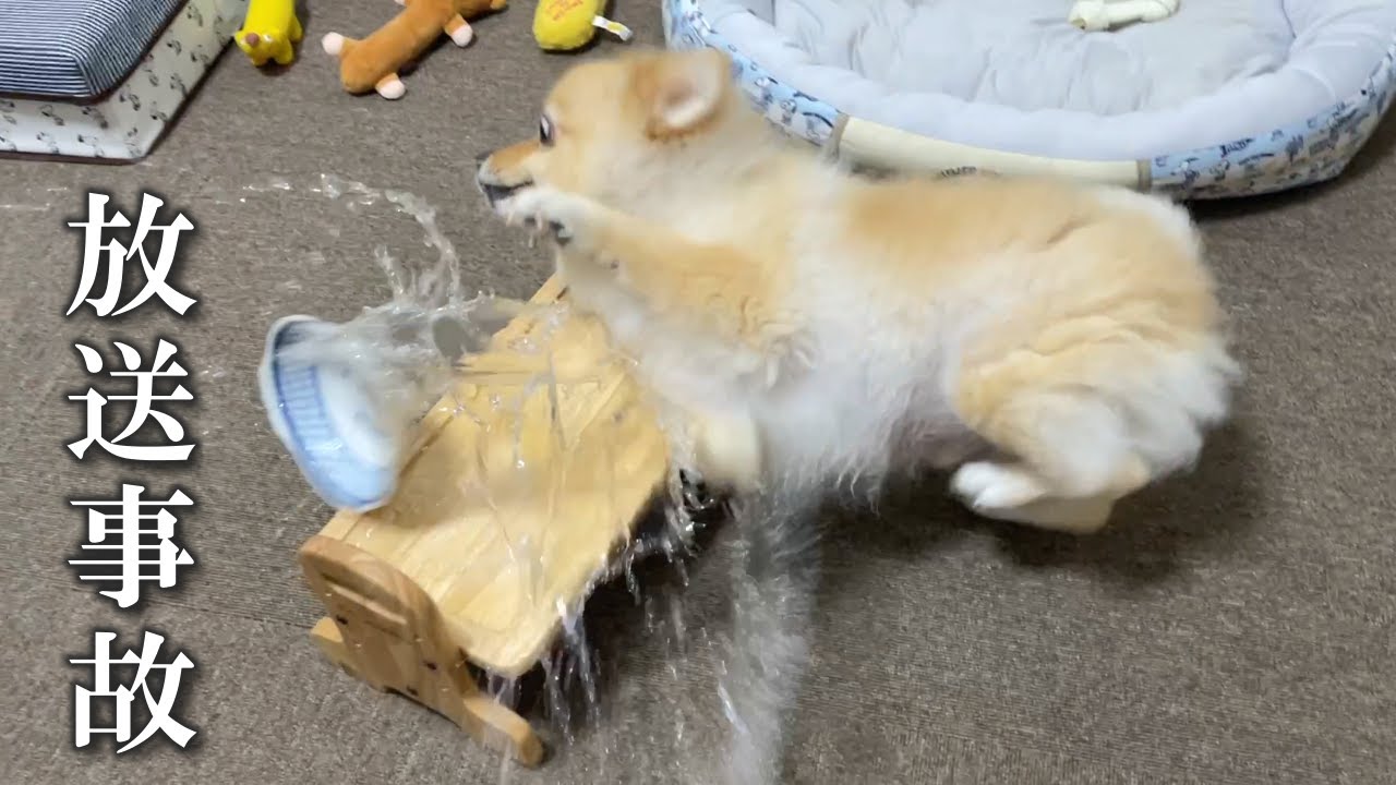 ポメくんの放送事故