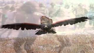 HAWKWIND NIGHT OF THE HAWK