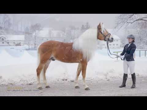 Maxwell v. Marengo R - liz. Notting Hill - Amadeus