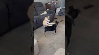 Video preview image #1 Mutt Puppy For Sale in Corona, CA, USA