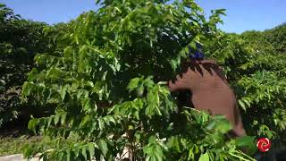 Miniatura do vídeo