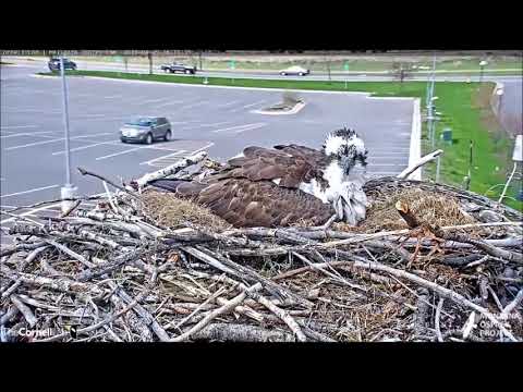 Hellgate Canyon Ospreys ~ Iris lays A 2nd egg, April 29, 2019 (long version)
