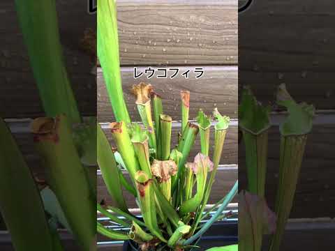 園芸 サラセン、サラセニア