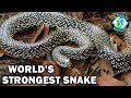The Insane Biology Of The Kingsnake Ft LifesWildAdventures