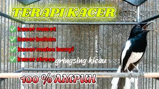 Download lagu 🔴LANGSUNG PLAY SAJA ‼️KACER ANDA PASTI LANGSUNG BUKA EKOR SEKETIKA❗❗ mp3