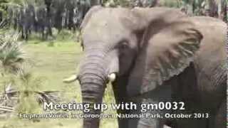 preview picture of video 'Meeting up with Gorongosa elephant gm0032'