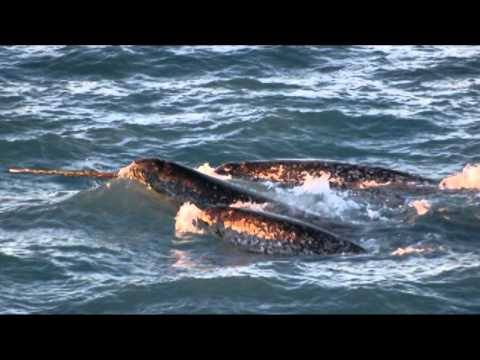 Two US men plead not guilty to buying 'unicorn of the sea' tusks