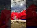 New Bs6 Sleeper Luxury Bus Opening Shorts Tranding 4k Viralvideo