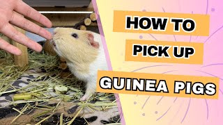Why My guinea pigs are always running away?