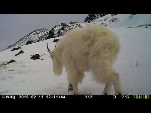 Mountain Goat Winter Habitat