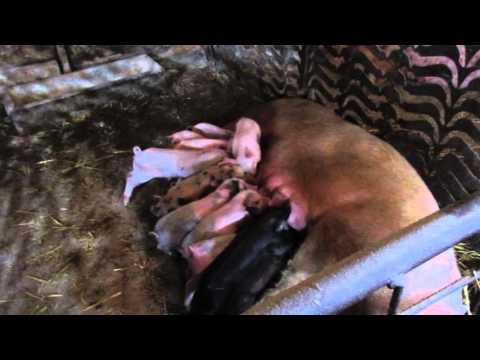 Trinaesto prase u borbi za sisu