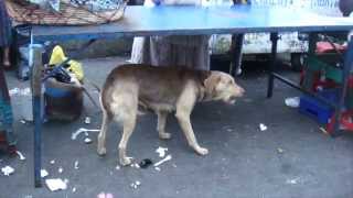 Project Hope: Guatemala Street Dog Project