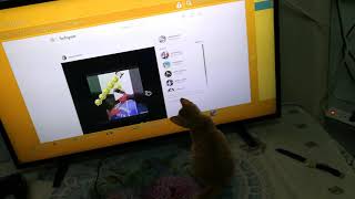 Curious kitten chases down mouse on TV