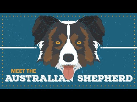 Australian Shepherd | CKC Breed Facts & Profile