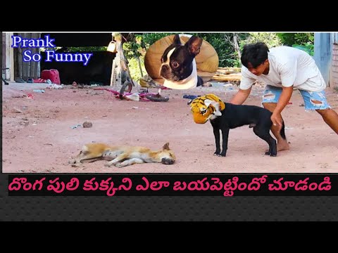 fake tiger and real dog frank video ||KIRRAK SRILEKHA|| Frank Frank#full funny#dog jumping#