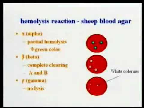 2.20. Streptococci - Medical Microbiology