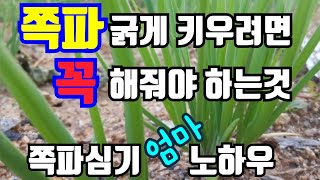 쪽파 굵게 키우는방법 쪽파 심는시기 심는방법  쪽파재배 쪽파 심기전 할일 엄마노하우공개