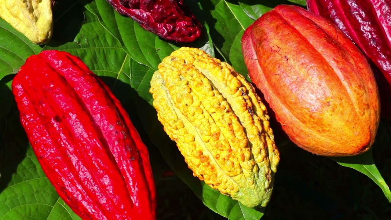 International Cacao Collection of CATIE, Costa Rica (2026)