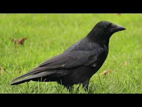 TOP 50 CURIOSITIES ABOUT RAVENS