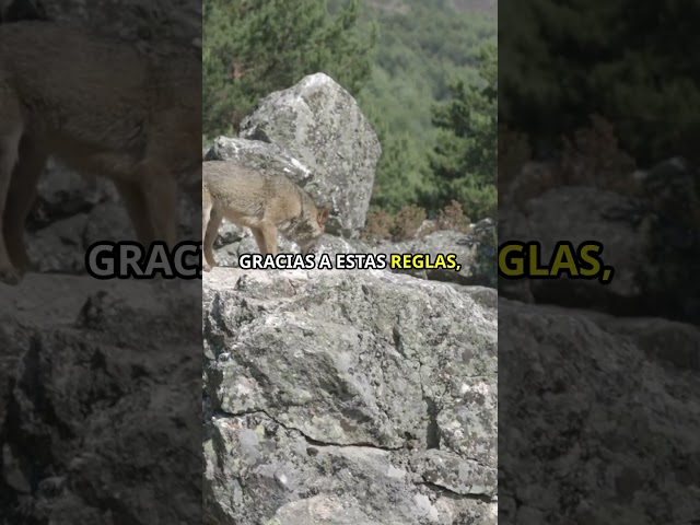 Vídeo relacionado con Hábitats del mundo (Naturaleza con pegatinas)