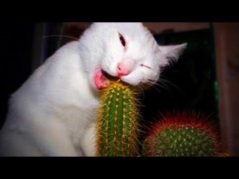 Cats Doing Stupid Things 😹 Funny Stupid Cats (Full) [Funny Pets]