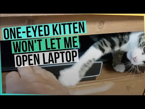 One Eye Kitten Won't Let Me Open Laptop