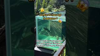Download lagu Irfan Hakim Realizes Long-Awaited Dream of Building a Giant Hanging Aquarium mp3 Download lagu Irfan Hakim Realizes Long-Awaited Dream of Building a Giant Hanging Aquarium mp3