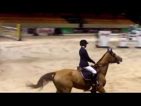 Bethsabee vd Maltahoeve - Vonk vd Maltahoeve, related to Bethsabee