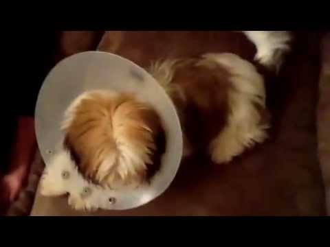 My puppy sleeping did u see her first teeths she has small