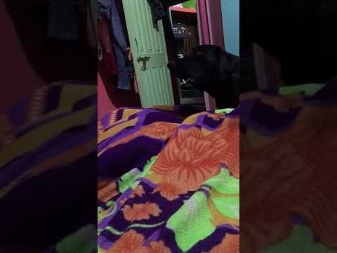 Aggressive Labrador got angry on human feet #dog #labradorpuppy #cute #dogchannel