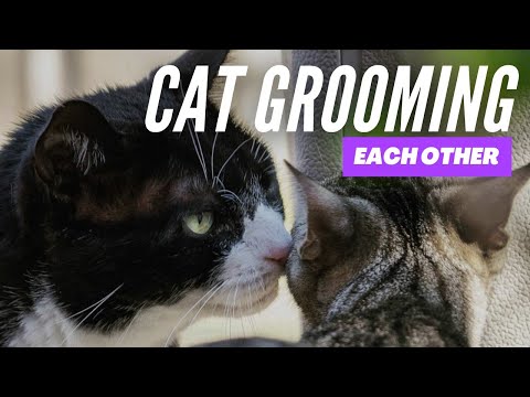 Cat grooming other cat then biting | Cat grooming each other | Cat grooming videos