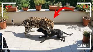 44 Times Animals Picked the Wrong Opponent!