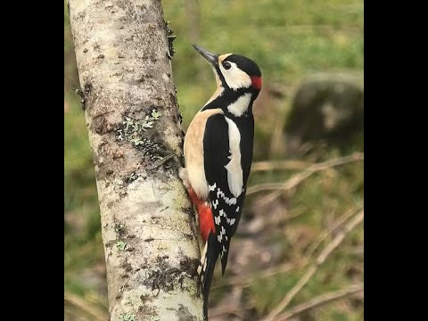 PICO PICAPINOS | GREAT SPOTTED WOOWPECKER | Dendrocopos major