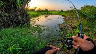 Download lagu SEARCHING FOR SNAKEHEAD FISH NESTS IN THE DEPTHS OF RIAU DURING THE DRY SEASON mp3