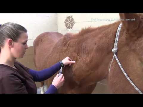 How to Give an IM Injection