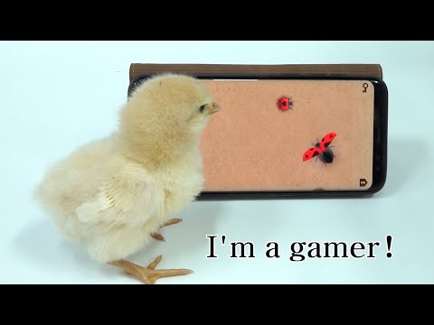 Der erste Inkubator der Welt, der mit Ballons gebaut wurde.