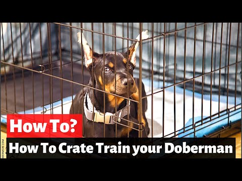 How to Crate Train your Doberman puppy? Doberman Training Tips