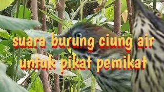 Download lagu suara pikat burung ciung air mp3